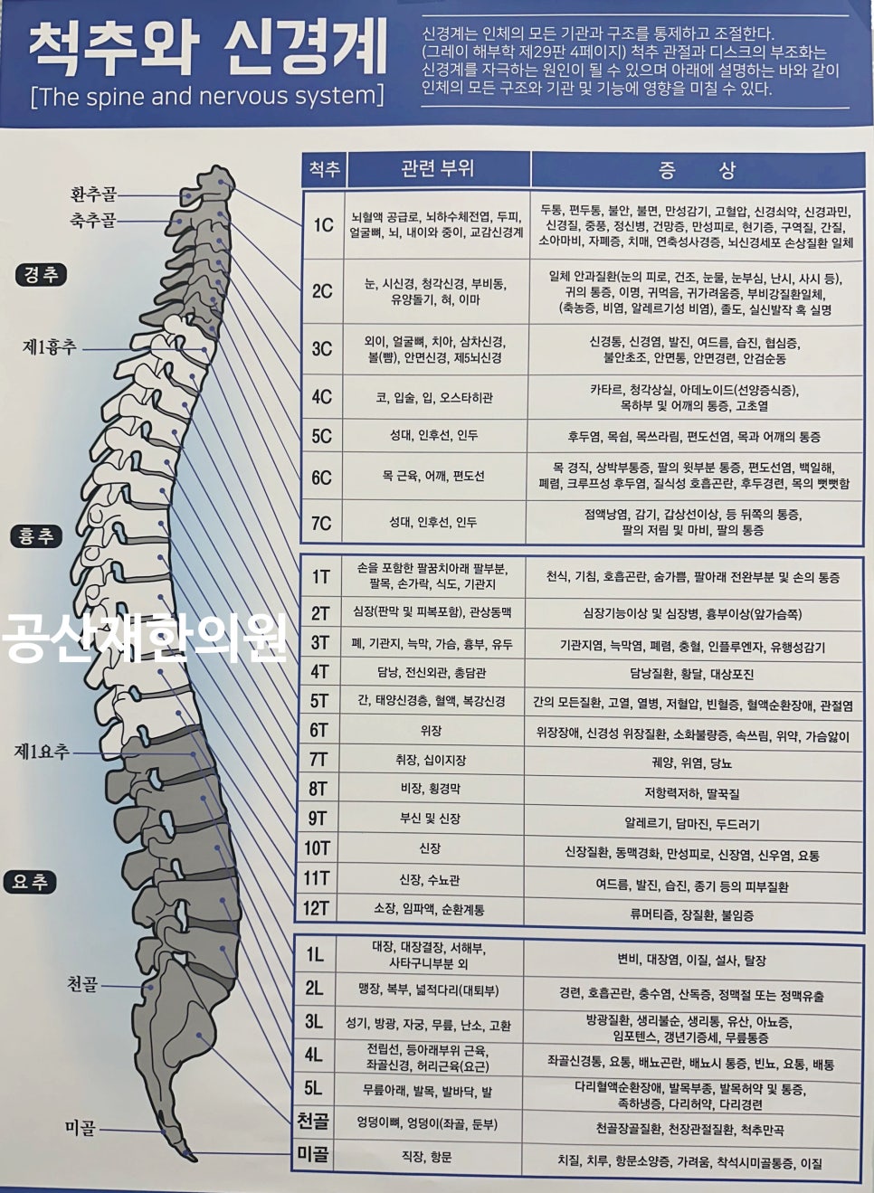 척추와 신경계의 관계를 설명하는 도표로, 척추의 각 부위와 관련된 신체 부위 및 증상을 표로 정리하고 있습니다. 척추는 경추, 흉추, 요추, 천골, 미골로 나뉘며, 각 부위가 신체의 다양한 기능과 연결되어 있음을 보여줍니다.